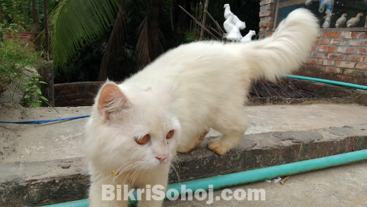 Persian Male Cat